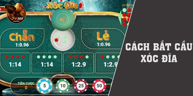 Cách Bắt Cầu Xóc Đĩa Hay Với 8 Công Thức Từ Chuyên Gia