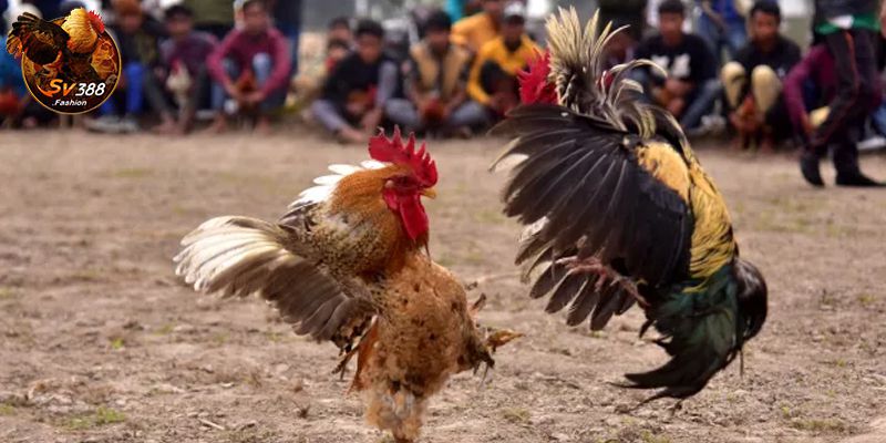 Đá Gà SV388 Và Top 4 Lý Do Nên Tham Gia Ngay Hôm Nay